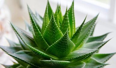 使用芦荟增加成员