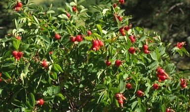 玫瑰花增加阴茎
